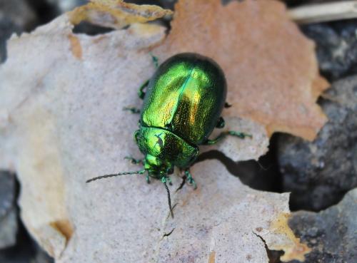 Chrysolina herbacea